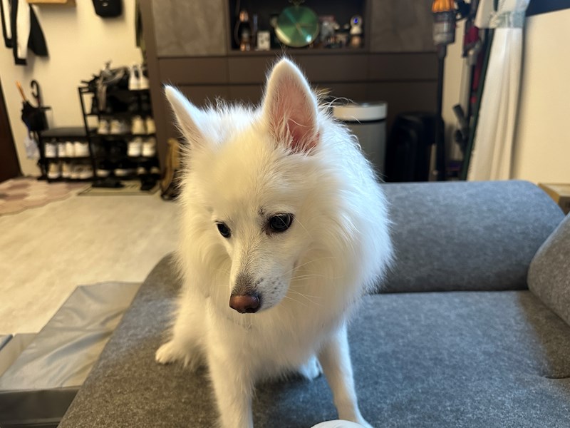 女人知己試用大隊,口碑行銷,部落客行銷,Downy Belly毛肚子,Downy Belly 保濕滋養胺基酸洗毛精,紅球薑淨膚配方,Downy Belly 保濕滋養胺基酸洗毛精-紅球薑淨膚配方,洗品天生防禦力，皮膚天生就很強,除了洗乾淨，其他的真的先不用,胺基酸清潔因子,好的界面活性劑，才能好洗,好沖淨,不易殘留,適量的細緻泡泡,狗貓皆適用,加拿大毒物學家安全把關,100%環保回收料再製瓶器,零廢棄為目標,低敏洗毛精,寵物訓練師好評,Downy Belly毛肚子,Downy Belly 皮膚救急胺基酸洗毛精,IPMP舒緩配方,Downy Belly 皮膚救急胺基酸洗毛精-IPMP舒緩配方,洗品天生防禦力,皮膚天生就很強,除了洗乾淨,其他的真的先不用,胺基酸清潔因子,APG+胺基酸清潔因子,IPMP高安全的成分,好的界面活性劑,才能好洗、好沖淨、不易殘留,適量的細緻泡泡,狗貓皆適用,加拿大毒物學家安全把關,100%環保回收料再製瓶器,零廢棄為目標,低敏洗毛精,寵物訓練師好評